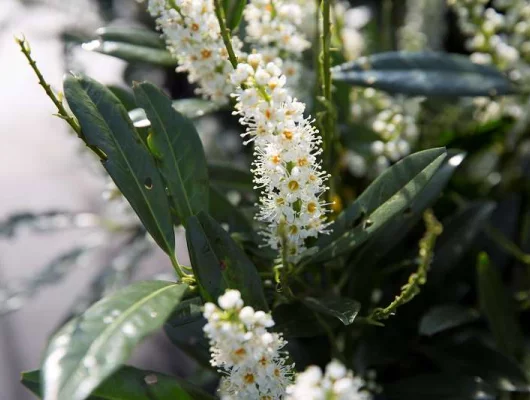 PRUNUS laurocerasus 'Otto Luyken' - Laurier cerise, plante de haie