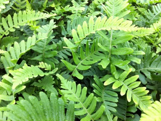 POLYPODIUM vulgare 'Bifido Multifidum' - Fougère