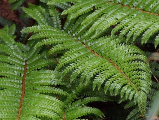 POLYSTICHUM polyblepharum - Fougère