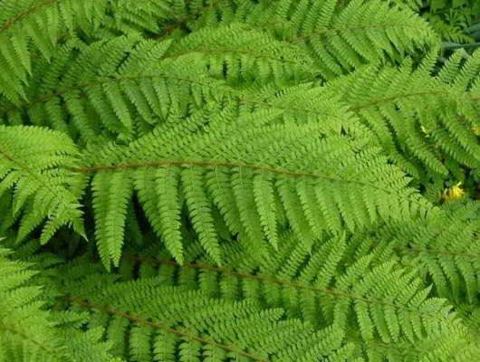 POLYSTICHUM setiferum