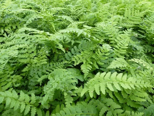 POLYSTICHUM setiferum 'Dahlem' - Fougère