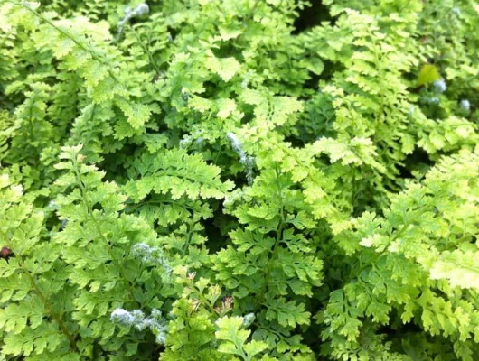 POLYSTICHUM setiferum 'Plumoso-Densum' - Fougère