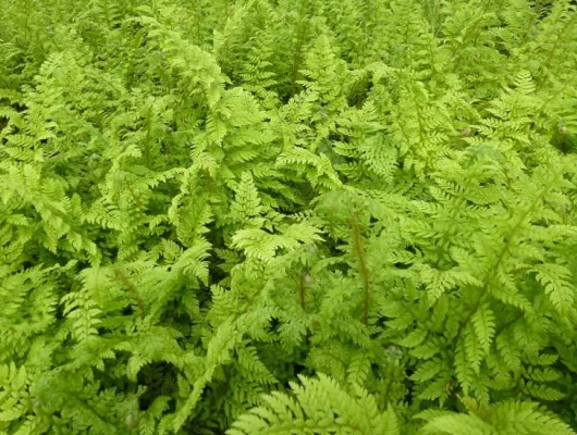 POLYSTICHUM setiferum 'Plumosum' - Fougère