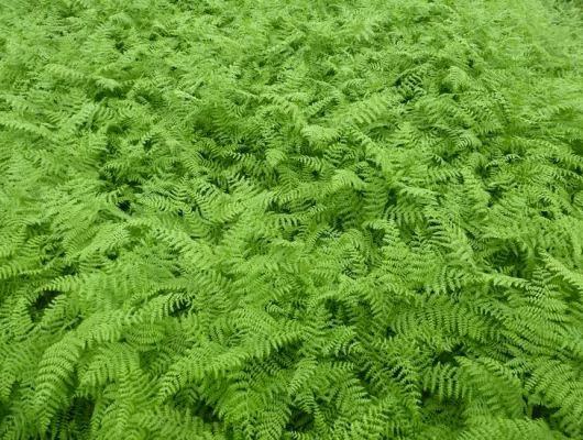 PTERIDIUM aquilinum - Fougère