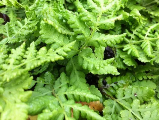 WOODSIA obtusa - Fougère