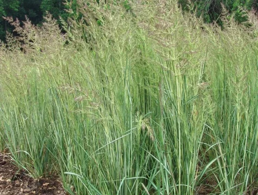 CALAMAGROSTIS acutiflora 'Avalanche' - Graminée, Calamagrostide