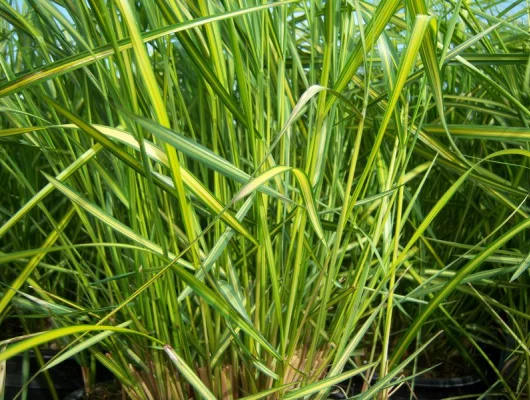 CALAMAGROSTIS acutiflora 'England' - Graminée, Calamagrostide