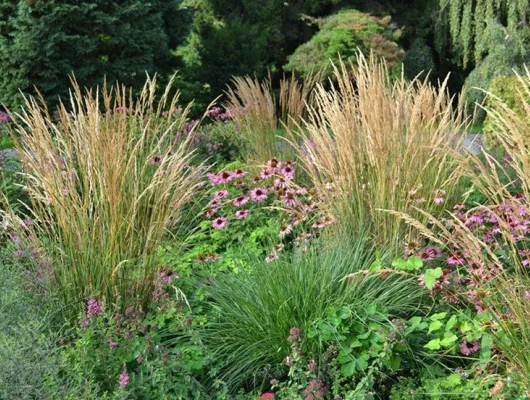 CALAMAGROSTIS acutiflora 'Waldenbuch'