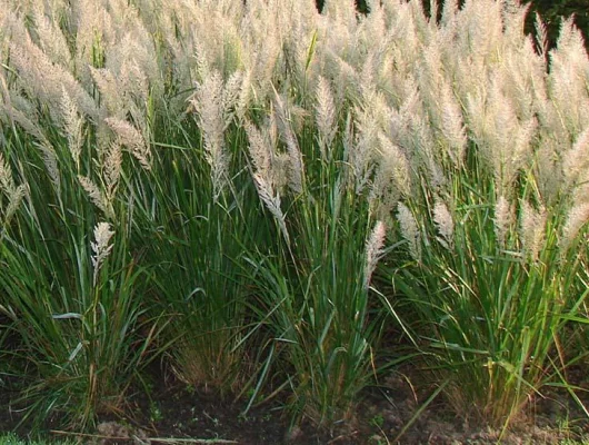 CALAMAGROSTIS brachytricha