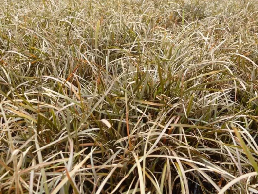 CAREX berggrenii - Graminée, Laîche