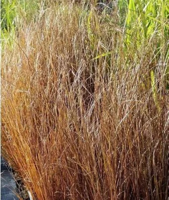 CAREX buchananii 'Frank's Hair' - Graminée, Laîche