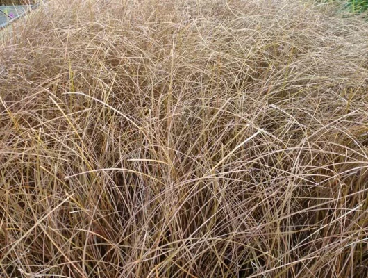 CAREX comans 'Kupferflamme'