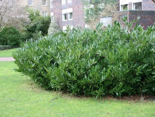 PRUNUS laurocerasus 'Zabeliana' - Plantes de haie, Laurier palme