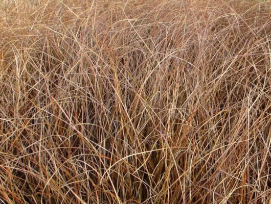 CAREX comans 'Milk Chocolate' - Graminée, Laîche