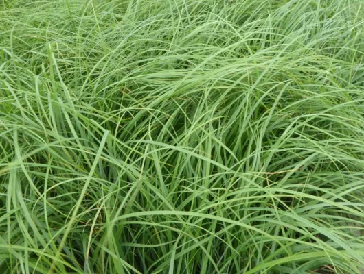 CAREX flacca