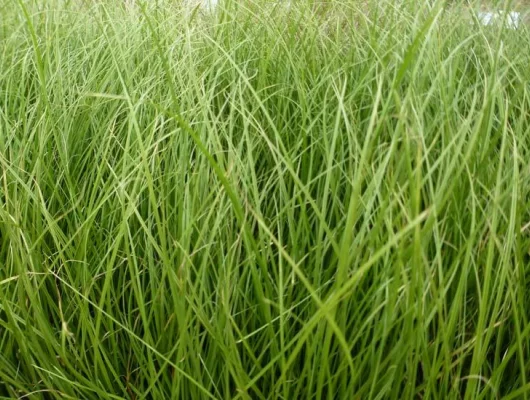 CAREX howardii 'Phoenix Green'