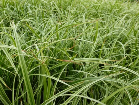 CAREX morrowii 'Silver Sceptre' - Graminée, Laîche