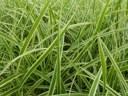 CAREX morrowii 'Aureovariégata' - Graminée, Laîche