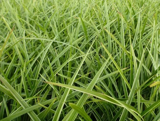 CAREX morrowii 'Gilt' - Graminée, Laîche