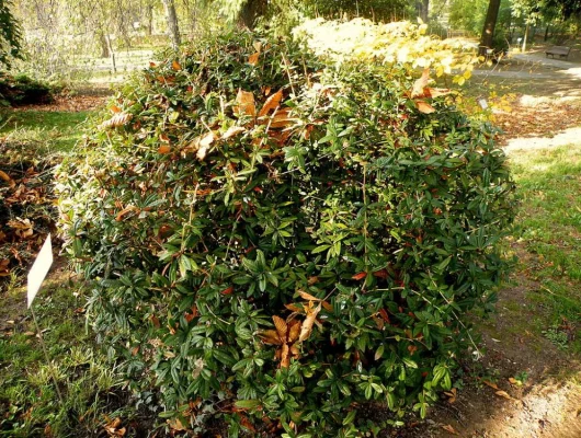 BERBERIS hybrido-gagnepainii - Epine vinette