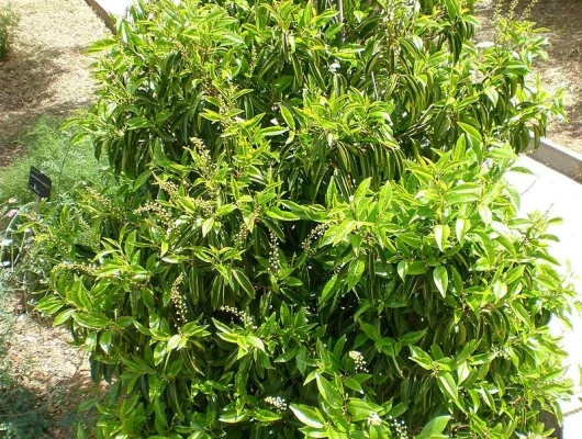 PRUNUS lusitanica - Plantes de haie, Laurier, haie de laurier