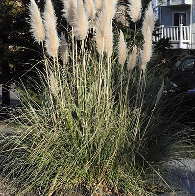 CORTADERIA selloana 'Evita' ® - Herbe de la pampa