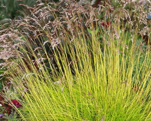 DESCHAMPSIA flexuosa 'Tatra Gold'