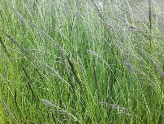 ERAGROSTIS curvula - Graminée