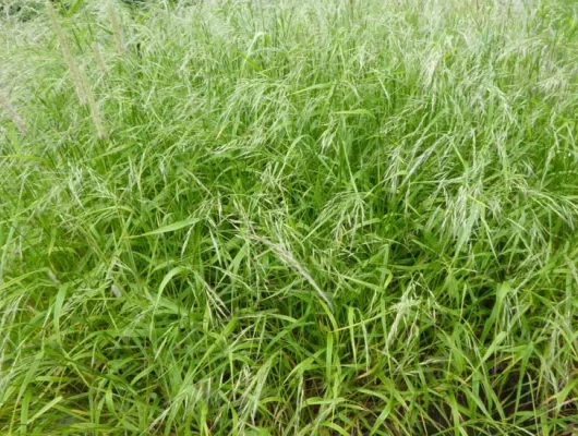 FESTUCA gigantea - Fétuque