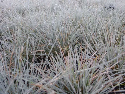 FESTUCA glauca 'Azurit' - Fétuque