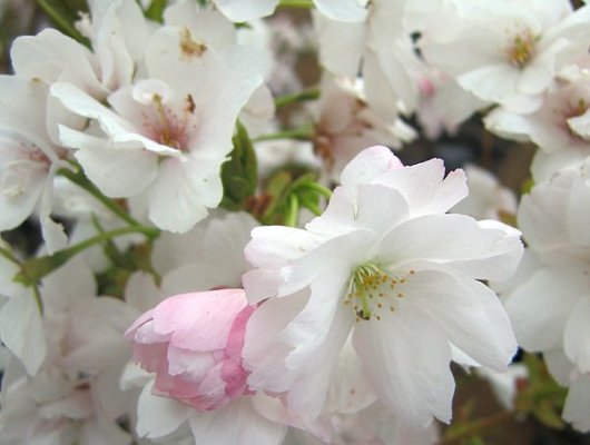 PRUNUS serrulata 'Amanogawa' - Ceriser du Japon colonnaire, cerisier du Japon