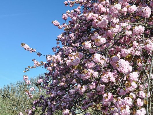 PRUNUS serrulata 'Kanzan' - Cerisier à fleurs du Japon