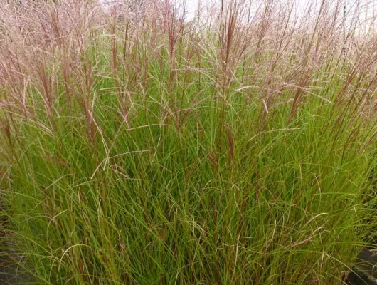 MISCANTHUS sinensis 'Autumn Light' - Graminée, Eulalie