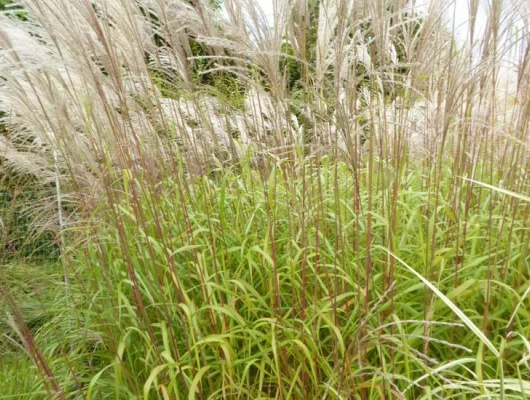 MISCANTHUS sinensis 'Blütenwonder' - Graminée, Eulalie