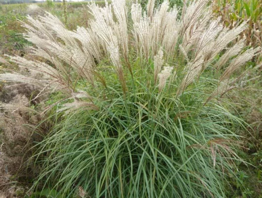 MISCANTHUS sinensis 'China' - Graminée, Eulalie