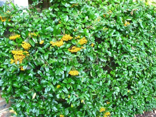 PYRACANTHA 'Golden Charmer' - Buisson ardent, plante de haie