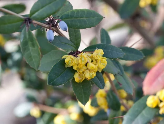 BERBERIS julianae - Epine vinette