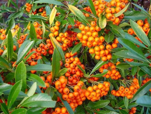 PYRACANTHA 'Orange Glow' - Buisson ardent, plante de haie