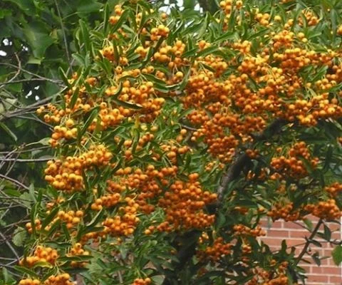 PYRACANTHA 'Orange Charmer' - Buisson ardent 'Orange Charmer'