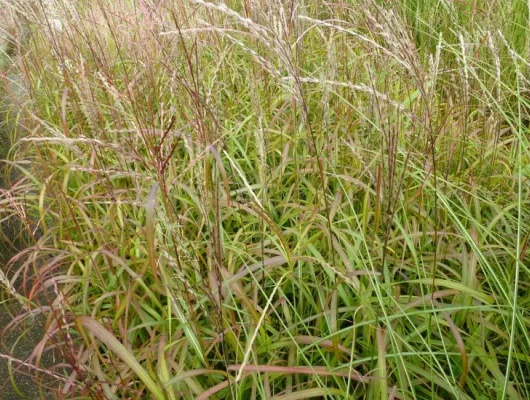 MISCANTHUS sinensis 'Ghana'