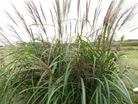 MISCANTHUS sinensis 'Goliath'