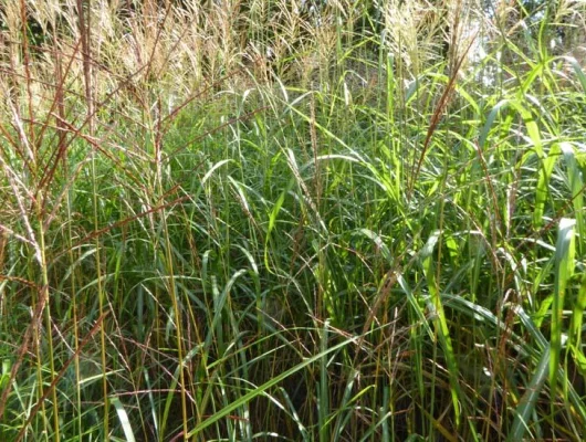 MISCANTHUS sinensis 'Grosse Fontäne'