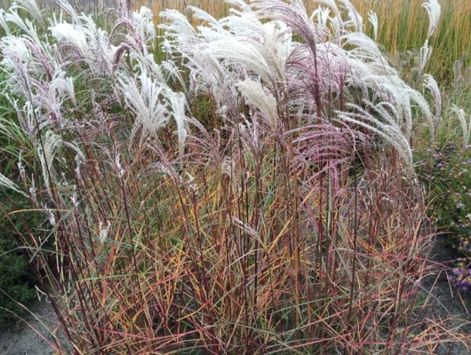 MISCANTHUS sinensis 'Kaskade' - Graminée, Eulalie