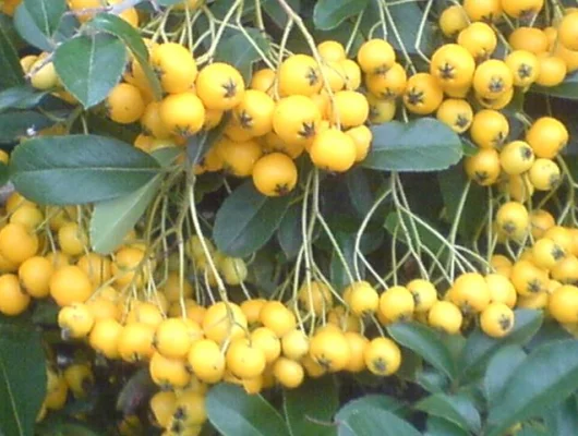 PYRACANTHA 'Soleil D'or' - Buisson ardent, plante de haie