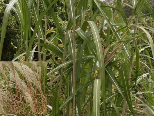 MISCANTHUS sinensis 'Roland' - Graminée, Eulalie