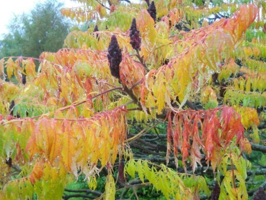 RHUS typhina 'Laciniata' - Sumac de Virginie à feuilles Laciniées