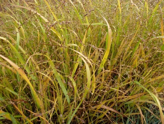 PANICUM virgatum 'Stäfa' - Graminée, Panic