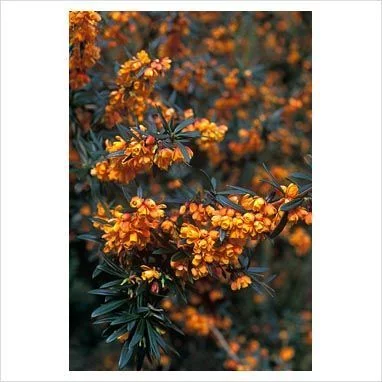 BERBERIS linearifolia 'Orange King' - Epine vinette