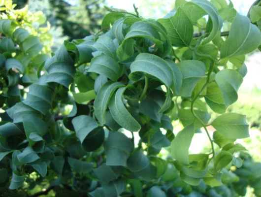 ROBINIA  pseudoacacia 'Twisty Baby'