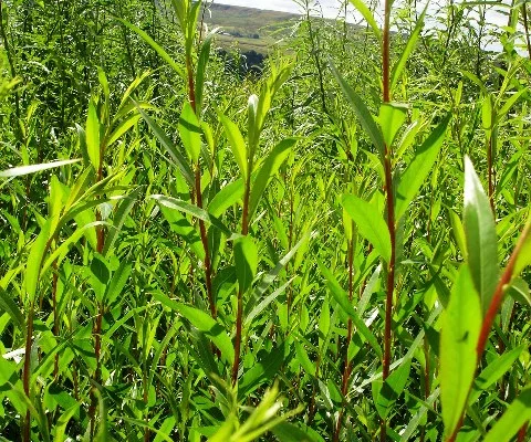 SALIX Alba 'Chermesina' - Saule argenté 'Chermesina'